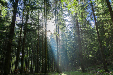 Fototapeta na wymiar Forest in the Ukrainian Carpathians. The sun shines through the trees