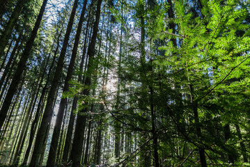 Forest in the Ukrainian Carpathians. The sun shines through the trees