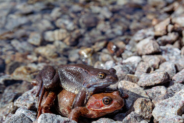 Frogs mate in the sun on the rocky shore of the lake