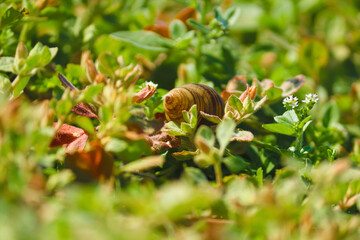 Pleasant looking shell on green ambiance with swallow depth