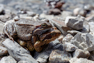 Frogs mate in the sun on the rocky shore of the lake