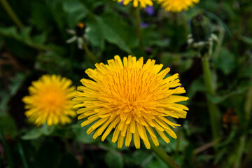 Macro photo of a yellow dandelion flower