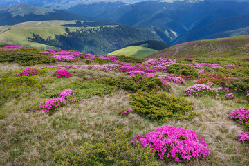 Beautiful summer landscapes in Carpatian mountains with rhododendron flowers