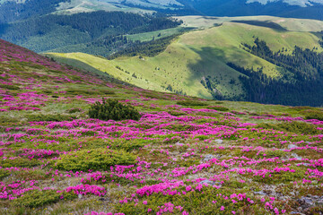Beautiful summer landscapes in Carpatian mountains with rhododendron flowers