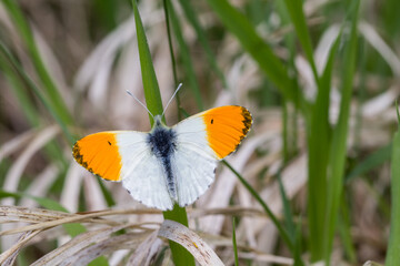 Motyl zorzynek rzeżuchowiec na łące