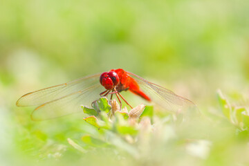 Scarlet Percher dragonfly holding onto a plant with swallow blur