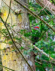 Woodpecker in a Tree
