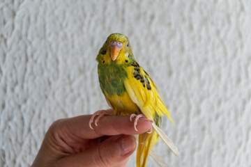 A yellow-green budgerigar sits on a hand. Close-up. The most common and popular variety of domestic...