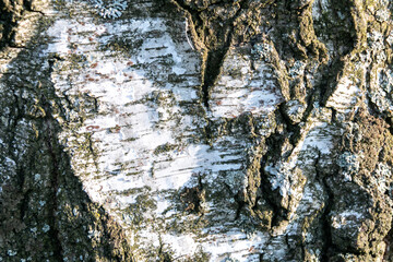 Old birch bark with moss. Texture. Background. Close-up.