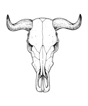 Buffalo Skull and sketch. Hand drawn illustration. Wild west print. Vector illustration. Tattoo vintage print. Buffalo Skull T-shirt design.