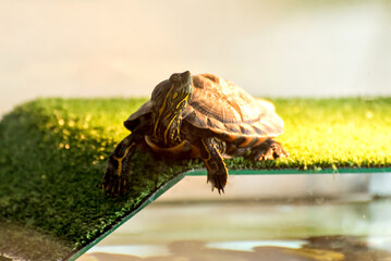 Water tiger turtle sunbathing in aquarium