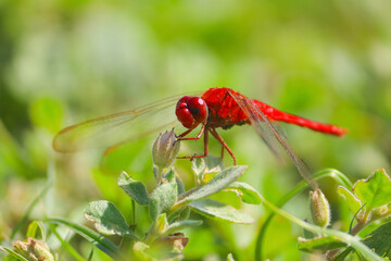 Scarlet Percher dragonfly holding onto a plant with swallow blur closeup