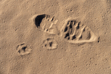 Footsteps of a dog and a man at the beach.