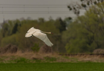 Flying swan over pond near Ostrava city
