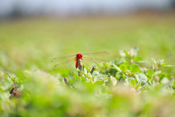 Scarlet Percher dragonfly holding onto a plant with swallow blur wider view