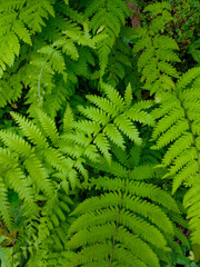 fern leaf background