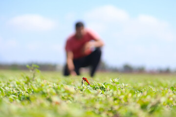 Scarlet Percher dragonfly holding onto a plant with human subject swallow blur