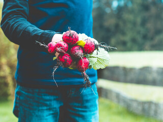 gardener holding fresh harvested radishes in hands