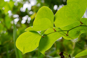 サルトリイバラの葉　かからん葉　鹿児島県出水市にて