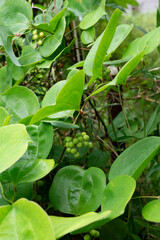 Obraz premium サルトリイバラの葉 かからん葉 鹿児島県出水市にて