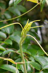 サルトリイバラの葉　かからん葉　鹿児島県出水市にて