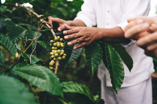 Cropped Male Colleagues Discussing Natural Seedling At Caffeine Plantation - Agriculture Business, Unrecognizable Farmer Men Holding Branch With Coffee Beans - Communicate About Cultivation