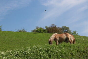 two happy couples Horses