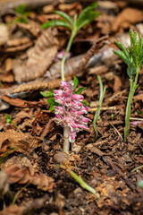 Lathraea squamaria flower growing in mountains, close up 