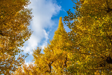 Fototapeta premium 東京都 明治神宮外苑の銀杏並木