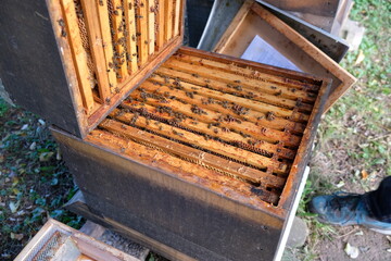 Fototapeta na wymiar FU 2020-10-31 BienenHelmut 52 Im geöffneten Bienenstock sind Holzrahmen