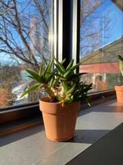 Plante verte d'intérieur sur le rebord d'une fenêtre au grand soleil. Plante en pot en pleine croissance. Succulente ou fines herbes.