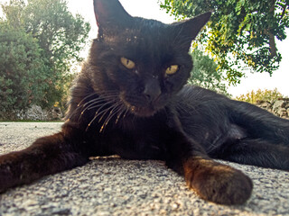 Sguardo felino