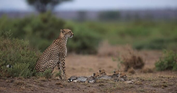 A mother and her cheetah cubs are in the savannah
