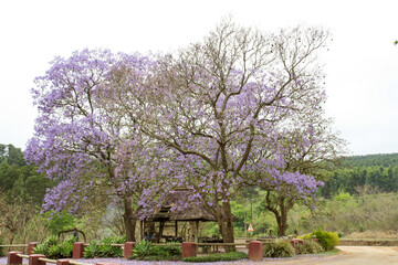 Closeup of a Purple Jacaranda Tree and a hut beside the rural road