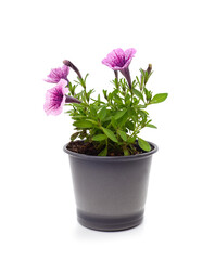 Purple petunia in the pot.