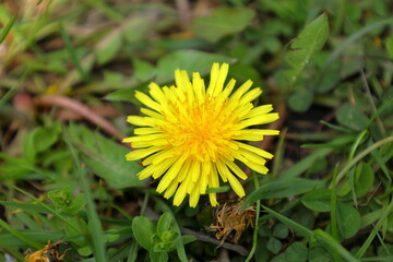 Dandelion yellow flower head. Close-up of Dandelion clock in the grass. Taraxacum officinale.