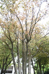 Bamboo leafed oak (Quercus myrsinifolia) fresh green. Fagaceae evergreen tree. The flowering season is from April to May, and the nuts (acorns) ripen from October to November.