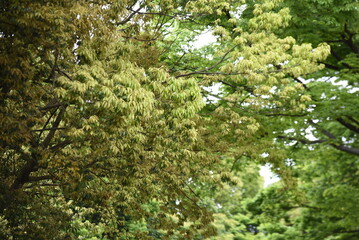 Bamboo leafed oak (Quercus myrsinifolia) fresh green. Fagaceae evergreen tree. The flowering season is from April to May, and the nuts (acorns) ripen from October to November.