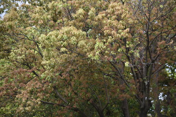 Obraz premium Bamboo leafed oak (Quercus myrsinifolia) fresh green. Fagaceae evergreen tree. The flowering season is from April to May, and the nuts (acorns) ripen from October to November.