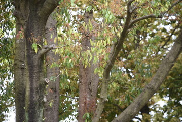 Obraz premium Bamboo leafed oak (Quercus myrsinifolia) fresh green. Fagaceae evergreen tree. The flowering season is from April to May, and the nuts (acorns) ripen from October to November.