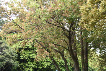 Bamboo leafed oak (Quercus myrsinifolia) fresh green. Fagaceae evergreen tree. The flowering season is from April to May, and the nuts (acorns) ripen from October to November.