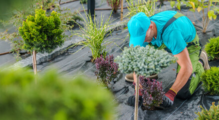 Landscaping Worker Planting New Decorative Trees Inside a Garden