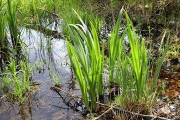Acorus calamus, sweet flag, young grass in the pond in the pond lit by the rays of the sun