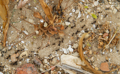 Several ants following an ant pathway between sand, stones and wilted plants