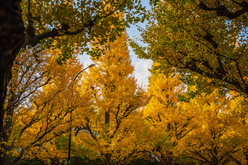 東京都　明治神宮外苑の銀杏並木
