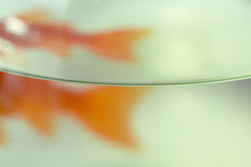 Bocal poisson rouge