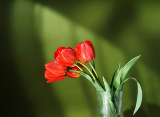 Bunch of spring tulip flower on green background in sun rays. copy space