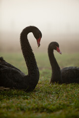 Two Black Swans in a grassy field at Sunrise