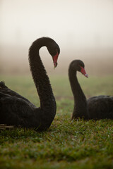 Obraz premium Two Black Swans in a grassy field at Sunrise
