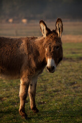 Golden Brown and White Donkey in a Pasture at Sunrise